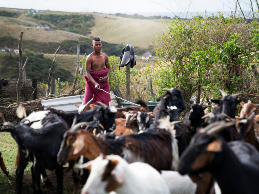 Occupational Certificate: Livestock Farmer (Livestock Farm Supervisor)