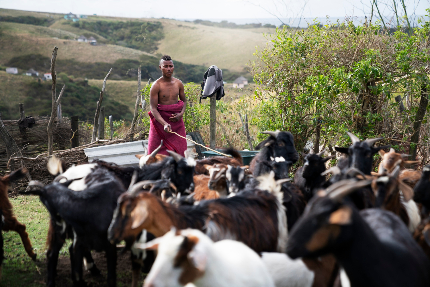 Occupational Certificate Livestock Farmer (Livestock Farm Supervisor)